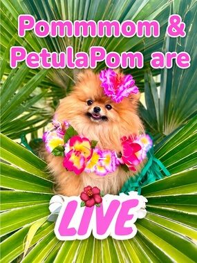🌺LIKE THIS TO BE NOTIFIED WHEN @POMMMOM & PETULAPOM GO LIVE 🌺 MAHALO